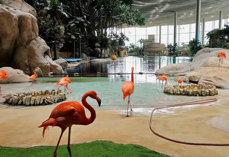 SeaWorld Yas Island parkında laqun kənarında flaminqolar, Abu-Dabi (foto: Lintophilip / Wikimedia Commons, CC BY-SA 4.0)