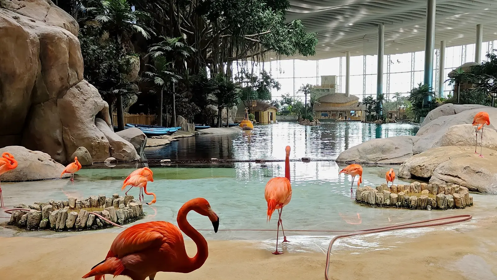 SeaWorld Yas Island parkında laqun kənarında flaminqolar, Abu-Dabi (foto: Lintophilip / Wikimedia Commons, CC BY-SA 4.0)